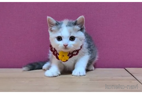 成約済の東京都のスコティッシュフォールド-100113の4枚目